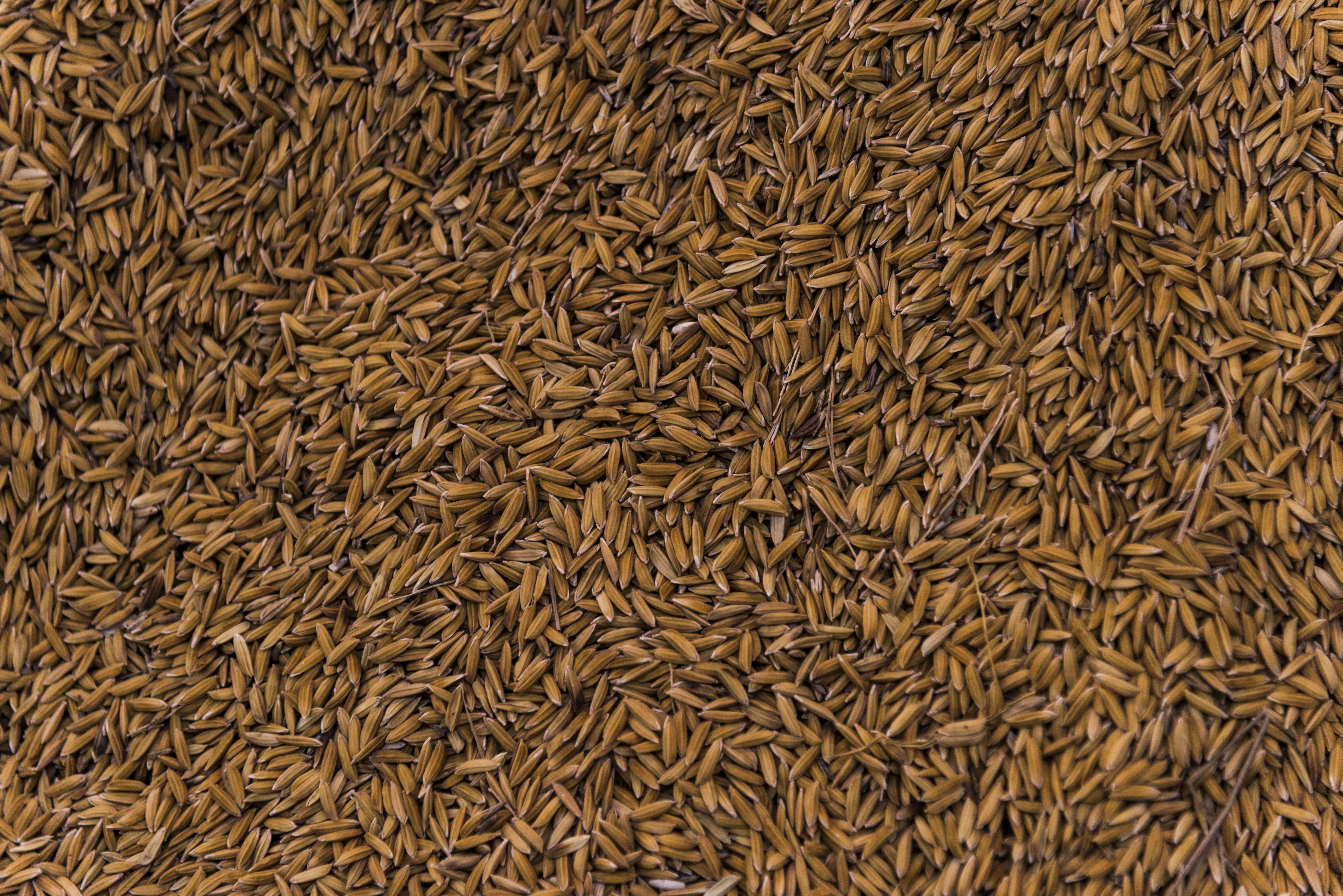 Cumin Seeds Banner