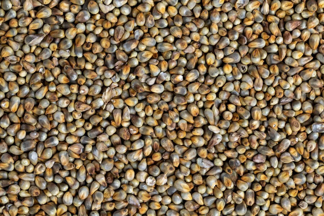 Pearl Millet